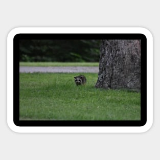 Baby Raccoon Sticker